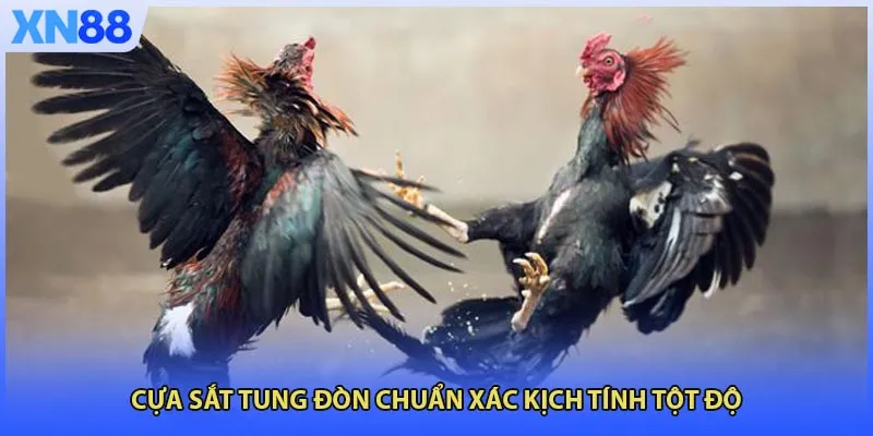 Cựa sắt tung đòn chuẩn xác kịch tính tột độ